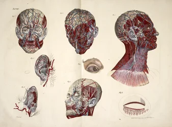Głowa, oko, szyja i tkanki ucha, „Płytki anatomiczne ludzkiego ciała wykonane z naturalnych wymiarów, wraz z tekstem objaśniającym Wydane przez cte de Lasteyrie...”, ok. 1824 (kolor lito)