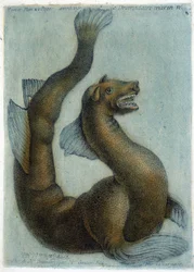 Wielbłąd morski. Ilustracja M. Toussaint (1756) w „Okresowych obserwacjach fizyki, historii naturalnej i sztuki”.