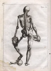 Figura ta może zaspokoić ciekawość tych, którzy chcą zobaczyć Korpus Depouille do Kości - grawerowanie w „Anatomii abstrakcyjnej, przystosowanej do sztuki malarskiej i rzeźbiarskiej” - „Abrege d