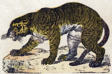 Tygrys. Grawerowanie w „Alfabet des animaux sauvages””. 9. seria. Obraz Epinal, Pellerin, drukarz-wydawca, ok. 1870 r. Ryciny na drewnie, szablon. 16 stron. Wymiary: 20 x 15 cm. Prywatna kolekcja
