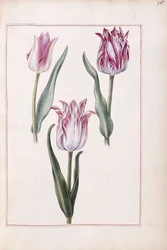 Tulipany, XVIII wiek