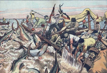 Połowy tuńczyka w Tunezji: 1925 r.
