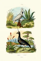 Kakadu żółtoczuba, 1833-39