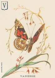 V: Vanesse (Vanessa cardui lub ojczym lub Vanesse du thistle)