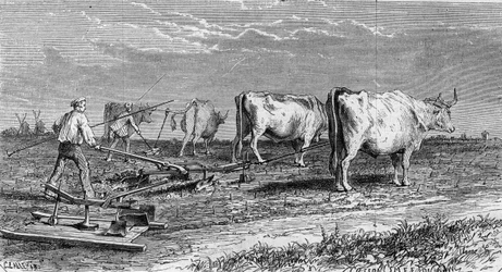 Uprawa winorośli w Medoc: oranie winnic pługiem ciągniętym przez woły. Grawer w „Le Monde Illustré” nr 561 z dnia 11 stycznia 1868 r.