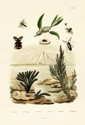 Osa, 1833-39