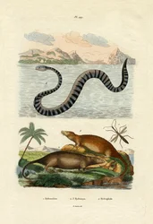 Szczur Wodny, 1833-39