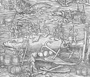 Połów wielorybów, ilustracja z "Cosmographie Universelle" autorstwa Andre de Theveta