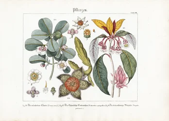 Egzotyczne rośliny ozdobne: Clusia, Enkianthus i Stapelia