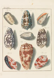 Nowa systematyczna szafka conchylia, 1768.