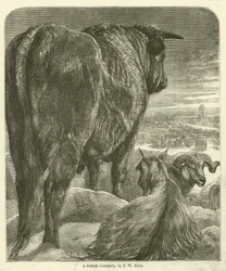 Cmentarz Żydowski (rycina)