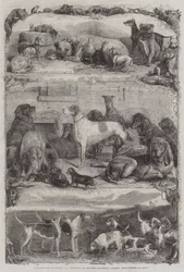 Wystawa Psów Sportowych i Innych w Repozytorium Koni, Holborn, Prize Animals