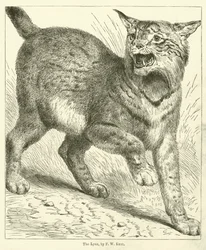 Ryś (rycina)
