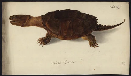 Chelydra serpentina, przed 1792