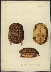 Homopus areolatus, przed 1792