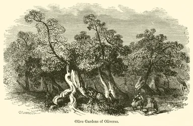 Ogrody Oliwne w Oliveras