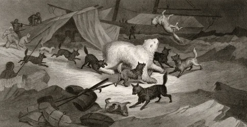 Polowanie na niedźwiedzia, rycina autorstwa J.C. McRea, z "Arctic Explorations in the Years 1853, 54, 55", tom I, autorstwa doktora Elishy Kenta Kane