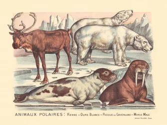 Strona 14: Zwierzęta polarne: renifery, niedźwiedzie polarne, foka harfa, samiec morsa