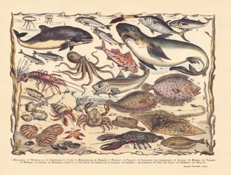 Strona 16: Meduza, morświn, śledź, tuńczyk, makrela, rekin, barwena, ośmiornica, sardynki, homar, mątwa, dorsz, turbot, broda, krab, pustelnik Bernard, ostrygi, przegrzebki, asteria, dachówka, płaszczka, sola, homar, małże
