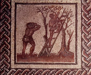 Sztuka gallorzymska: posadzka mozaikowa przedstawiająca kalendarz wiejski. Scena zbioru oliwek. Koniec II, początek III wieku n.e. Z Saint-Romain-en-Gal (Rodan). Saint-Germain-en-Laye, Narodowe Muzeum Archeologiczne