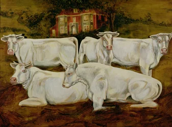 Byki Charolais, Dippenhall, Farnham