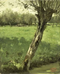 Wierzba