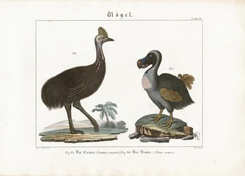Cassowary i Dodo