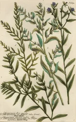 odmiany Gromwell, gatunki Lithospermum