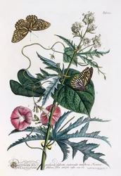 1. Abutilon, 2. Powój, c. 1748 ręcznie kolorowane grawerowanie.