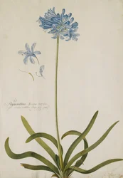 Agapant,