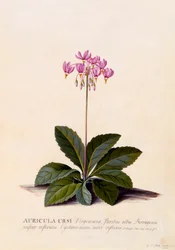 Auricula Ursi spadająca gwiazda, ok. 1930 r. 1744 ręcznie kolorowane grawerowanie.