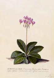 Auricula ursi, spadająca gwiazda, ok. 1744 (ręcznie barwiony grawerunek)