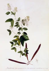 Bauhinia, ok. 1745 ręcznie kolorowany grawerunek.