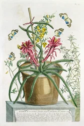 Cereus Minimus, c.1745 (kolorowa lito)