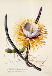 Cereus Królowa Nocy, c. 1744 ręcznie kolorowane grawerowanie.