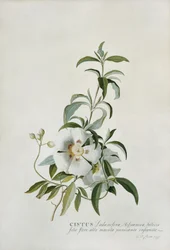 Czystek, 1747