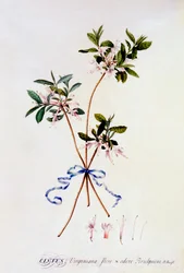 Czystek Virginiana, ok. 1930 r. 1743 ręcznie kolorowane grawerowanie.