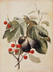 Figi i Wiśnie, 1747