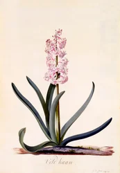 Hiacynt 