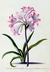 Lilio Narcyz, ok. 1930 r. 1744 ręcznie kolorowane grawerowanie.