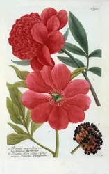 Paeonia, ręcznie kolorowany grawer.