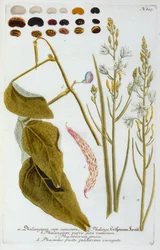 Falangium, 1737 ręcznie kolorowany grawerunek.