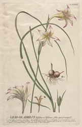 Wybrane rośliny 39 - Lilio-Gladiolus.