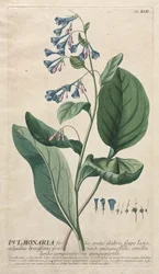 Wybrane rośliny 42 - Pulmonaria.