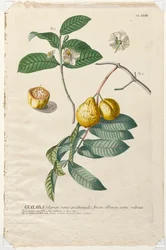 Wybrane rośliny 43 - Guaiaba.
