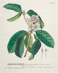 Wybrane rośliny 66 - Rododendron.