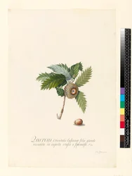 Quercus Orientalis, 1742 (toaleta i kolor nadwozia na welinie)