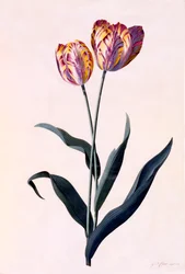 Tulipan, ok. 1744 ręcznie kolorowane grawerowanie.