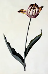 Tulipan, ok. 1745 ręcznie kolorowany grawerunek.