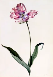 Tulipan, ok. 1745 ręcznie kolorowany grawerunek.